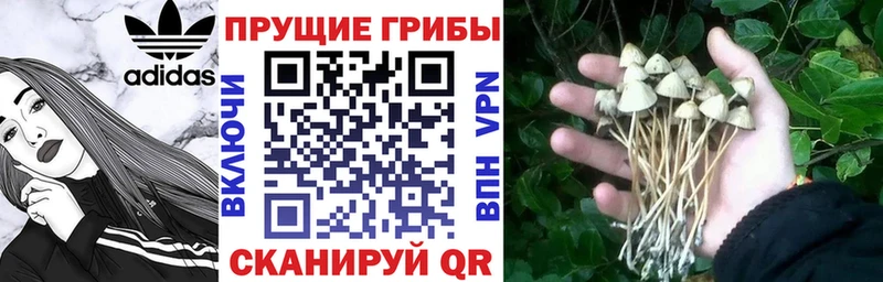 Купить где  Перевоз  Псилоцибиновые грибы GOLDEN TEACHER 